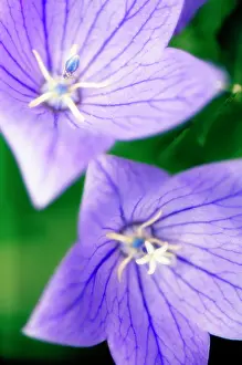 Platycodon: Balloon flower