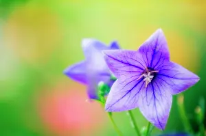 Platycodon: Balloon flower