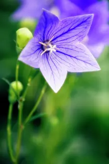 Platycodon: Balloon flower