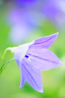 Platycodon: Balloon flower