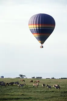 Balloon: BALLOON SAFARI - above Plains / Burchell's / Common Zebra