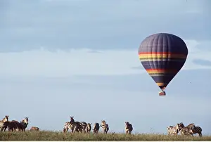 Balloon: BALLOON SAFARI - above Plains / Burchell's / Common Zebra