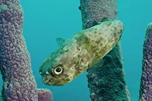 Pipe: Balloonfish (Diodon holocanthus) in Stove-pipe