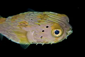 Holocanthus: Balloonfish on night dive TK1 dive site, Lembeh