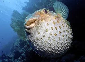 Spines: Balloonfish, Spiny Pufferfish (Cyclichthys orbicularis)