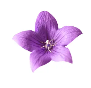 Platycodon: Balloonflower