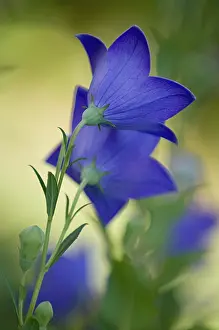 Platycodon: Balloonflower
