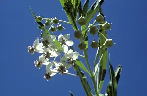 Asclepiadaceae: Balloonplant