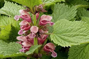 Balm: Balm-leaved archangel