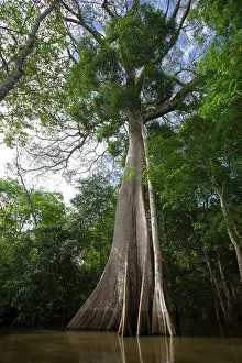 Manaus: Balsa Tree