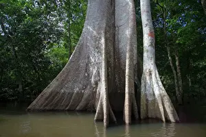 Manaus: Balsa Tree