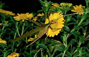 Beast: Balsam Beast - female feeding on pollen. There