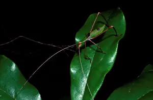 Beast: Balsam Beast - a katydid, nymph