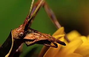 Mouthparts: Balsam Beast - showing unusual prognathous mouthparts