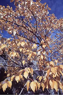 Balsam: BALSAM POPLAR