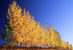 Rows: BALSAM POPLARS - row