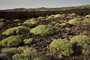 Scenics: Balsam Spurge - growing on recent lava flow