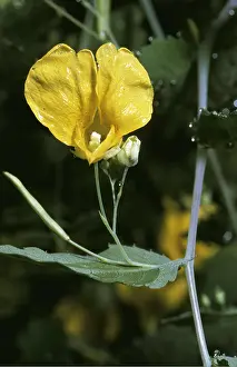 Pods: BALSAM - Touch-me-not - Explosive fruits