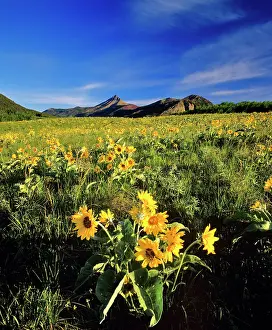 Waterton: Balsamroot along the Rocky Mountain Front