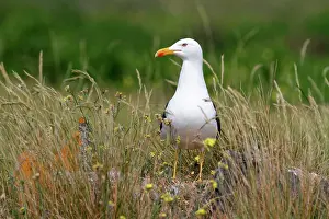 Fuscus: Baltic Gull (Larus fuscus), @ le d'Yeu, France