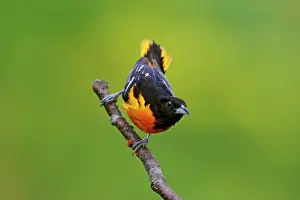 Galbula: Baltimore Oriole