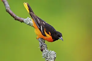 Galbula: Baltimore Oriole