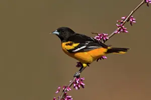 Galbula: Baltimore Oriole