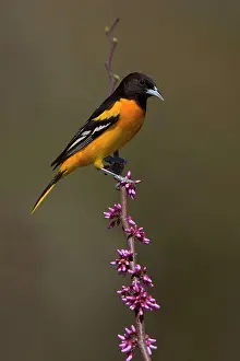 Galbula: Baltimore Oriole