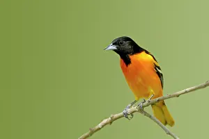Galbula: Baltimore Oriole