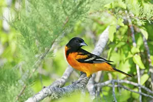 Galbula: Baltimore Oriole