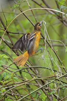 Galbula: Baltimore Oriole