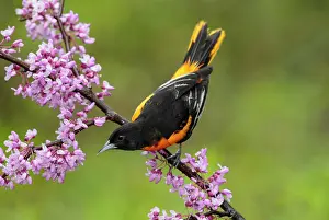 Galbula: Baltimore Oriole