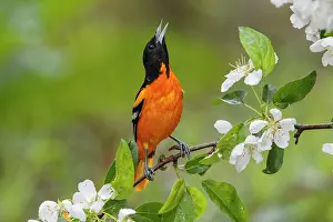 Galbula: Baltimore Oriole