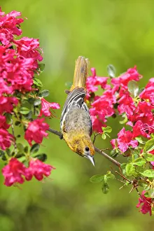 Galbula: Baltimore Oriole