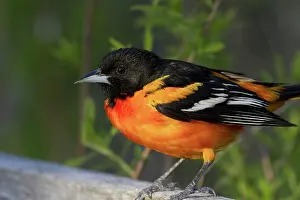 Galbula: Baltimore Oriole