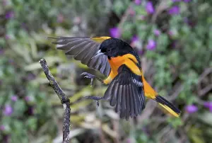 Alighting: Baltimore Oriole