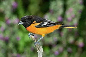 Galbula: Baltimore Oriole