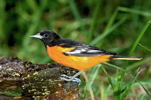 Galbula: Baltimore Oriole