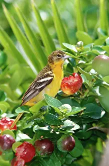 Icterus: Baltimore Oriole