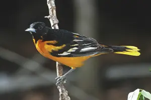 Icterus: Baltimore Oriole