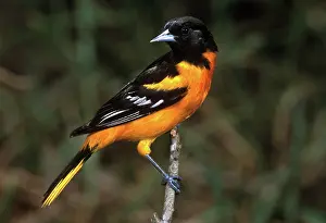 Icterus: Baltimore Oriole