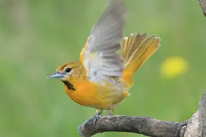Oriole: Baltimore Oriole