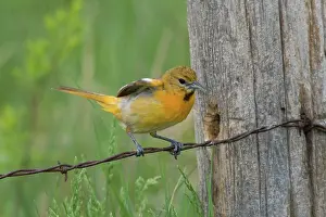 Oriole: Baltimore Oriole