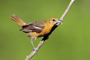 Galbula: Baltimore Oriole - adult female in late spring