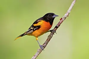 Galbula: Baltimore Oriole - adult male in late spring