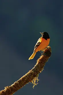 Oriole: Baltimore Oriole - backlit Icterus galbula San Gerardo de Do