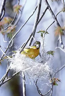 Icterus: Baltimore Oriole building nest