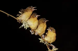 Icterus: Four Baltimore Oriole Chicks