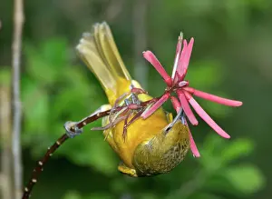 Nectaring: Baltimore Oriole feeding on coral bean