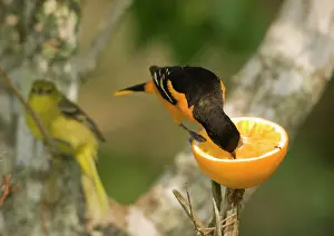 Oriole: Baltimore Oriole feeding on orange, (male
